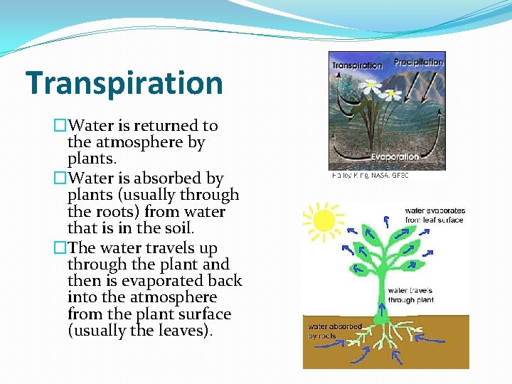 Transpiration �Water is returned to the atmosphere by plants. �Water is absorbed by plants