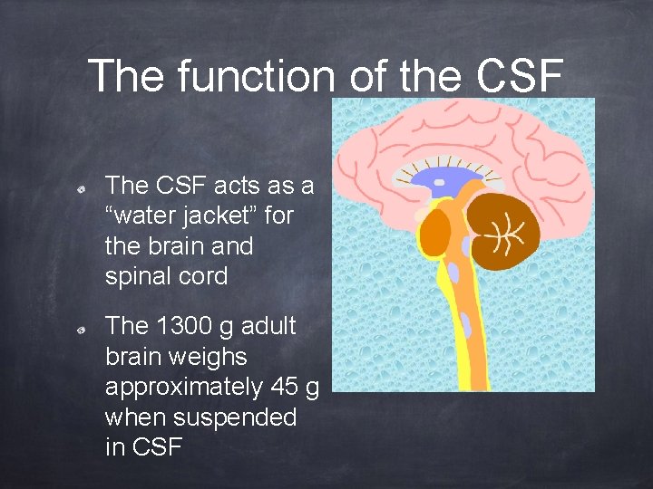 The function of the CSF The CSF acts as a “water jacket” for the