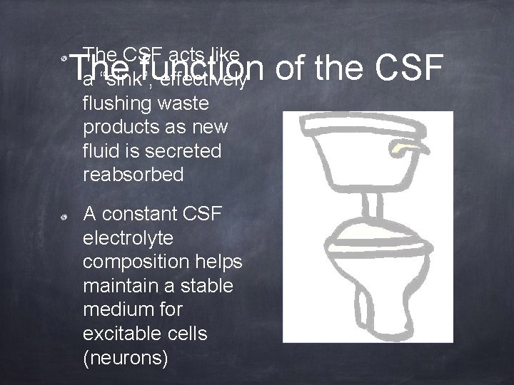 The CSF acts like a “sink”, effectively flushing waste products as new fluid is