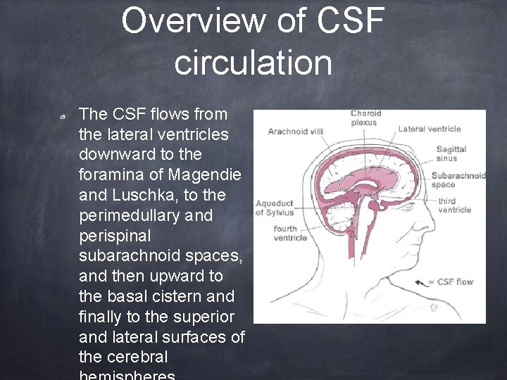 Overview of CSF circulation The CSF flows from the lateral ventricles downward to the