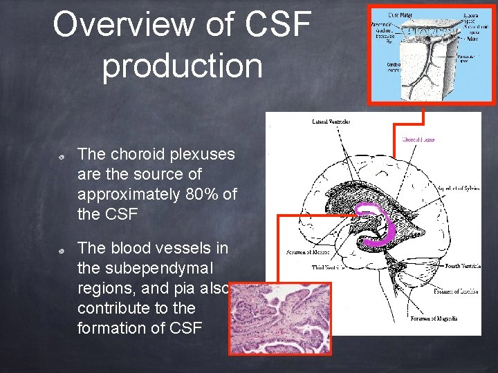 Overview of CSF production The choroid plexuses are the source of approximately 80% of