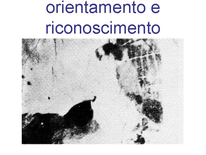 orientamento e riconoscimento 