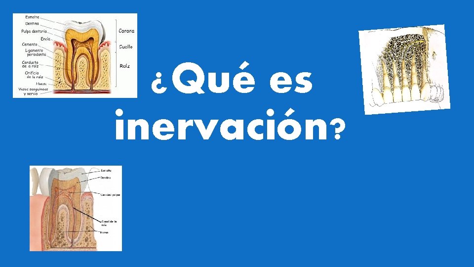 ¿Qué es inervación? 