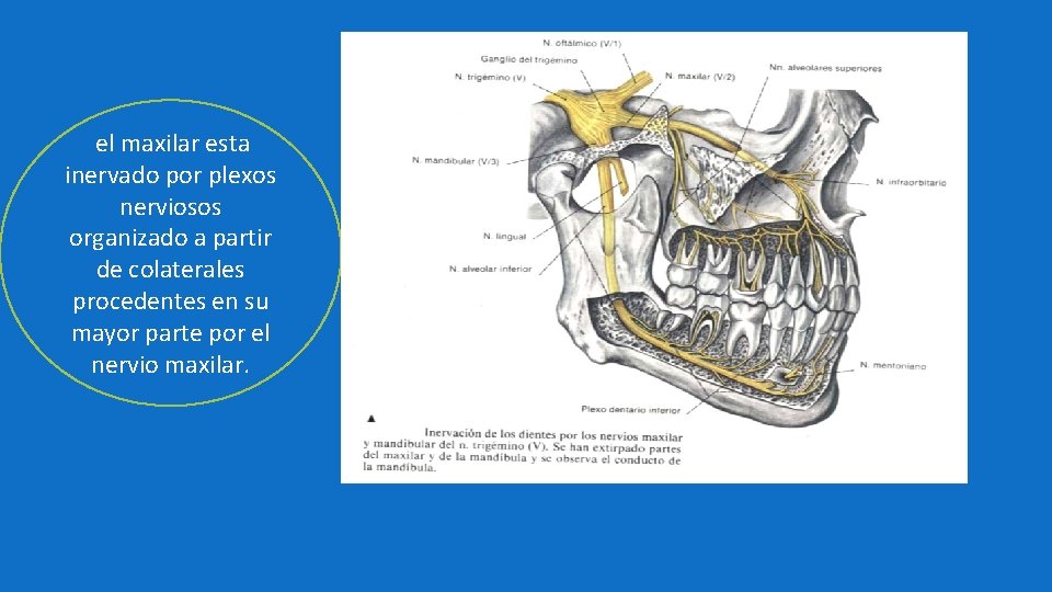 el maxilar esta inervado por plexos nerviosos organizado a partir de colaterales procedentes en