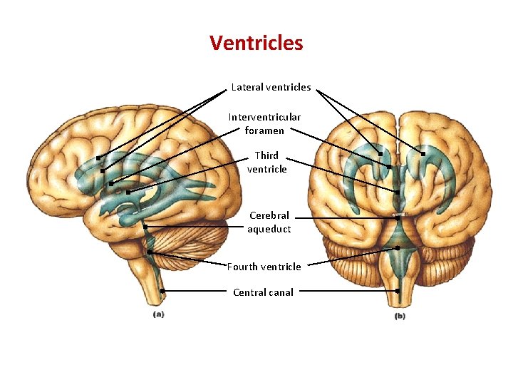 Ventricles Lateral ventricles Interventricular foramen Third ventricle Cerebral aqueduct Fourth ventricle Central canal 