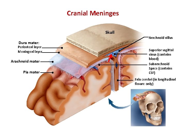 Cranial Meninges Skull Arachnoid villus Dura mater: Periosteal layer Meningeal layer Arachnoid mater Pia