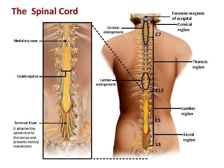 The Spinal Cord Cervical enlargement C 7 Foramen magnum of occipital Cervical region Medullary