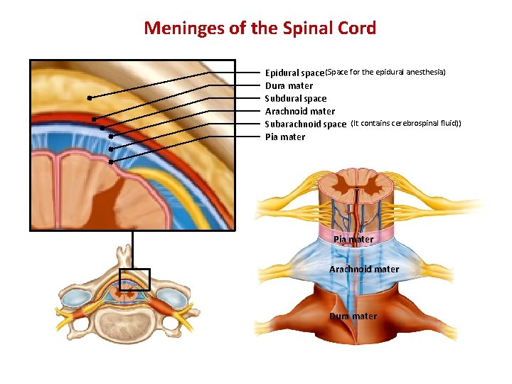 Meninges of the Spinal Cord Epidural space (Space for the epidural anesthesia) Dura mater