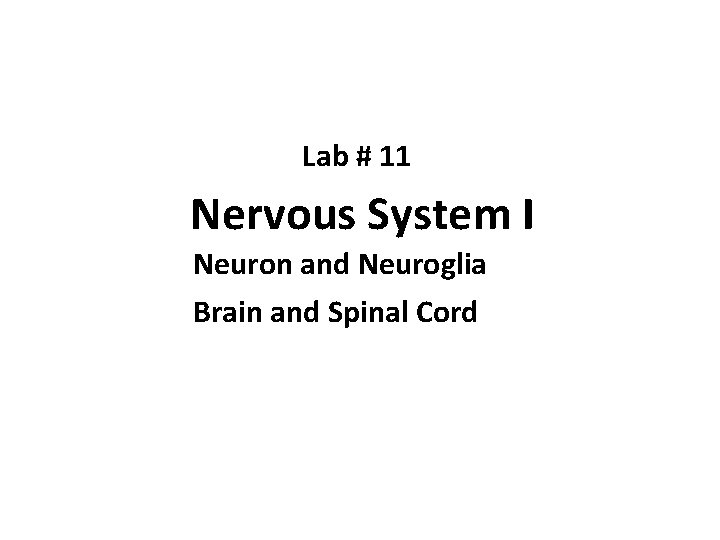 Lab # 11 Nervous System I Neuron and Neuroglia Brain and Spinal Cord 