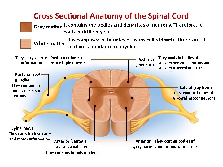 Cross Sectional Anatomy of the Spinal Cord Gray matter It contains the bodies and