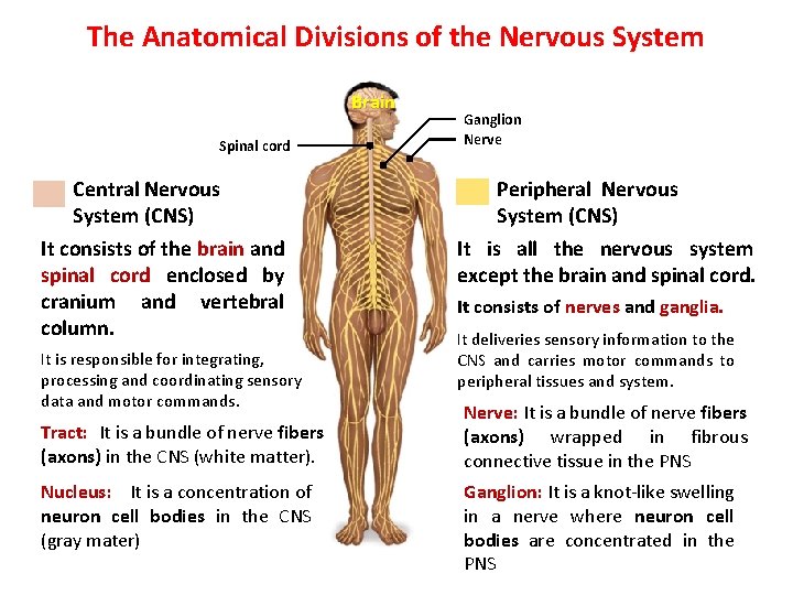 The Anatomical Divisions of the Nervous System Brain Spinal cord Central Nervous System (CNS)