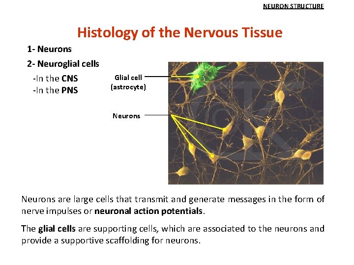 NEURON STRUCTURE Histology of the Nervous Tissue 1 - Neurons 2 - Neuroglial cells