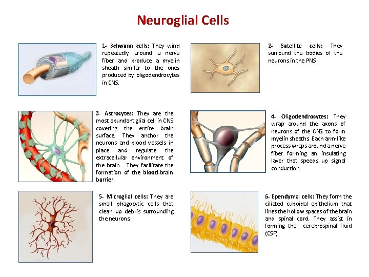 Neuroglial Cells 1 - Schwann cells: They wind repeatedly around a nerve fiber and