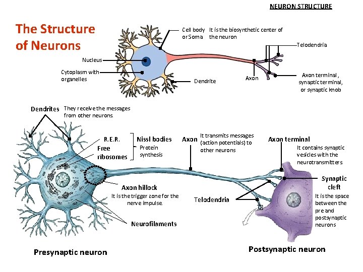 NEURON STRUCTURE The Structure of Neurons Cell body It is the biosynthetic center of