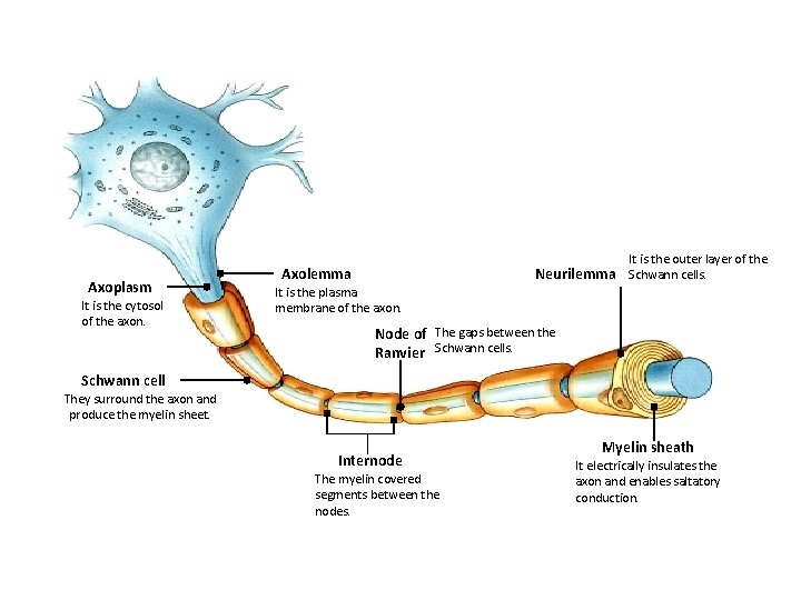 Axoplasm It is the cytosol of the axon. It is the outer layer of