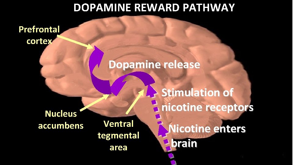 DOPAMINE REWARD PATHWAY Prefrontal cortex Dopamine release Nucleus accumbens Stimulation of nicotine receptors Ventral