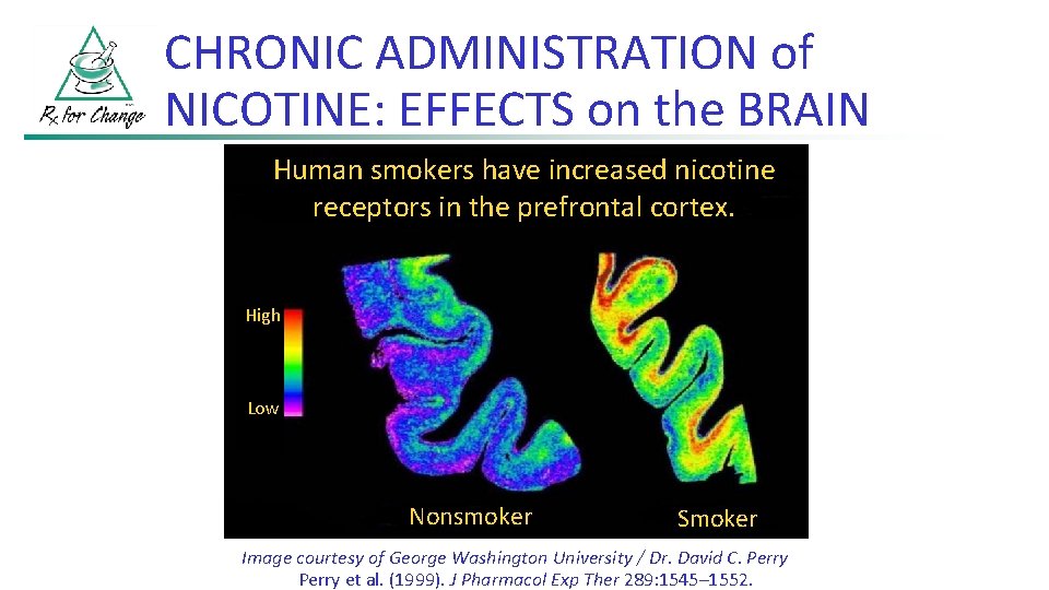 CHRONIC ADMINISTRATION of NICOTINE: EFFECTS on the BRAIN Human smokers have increased nicotine receptors