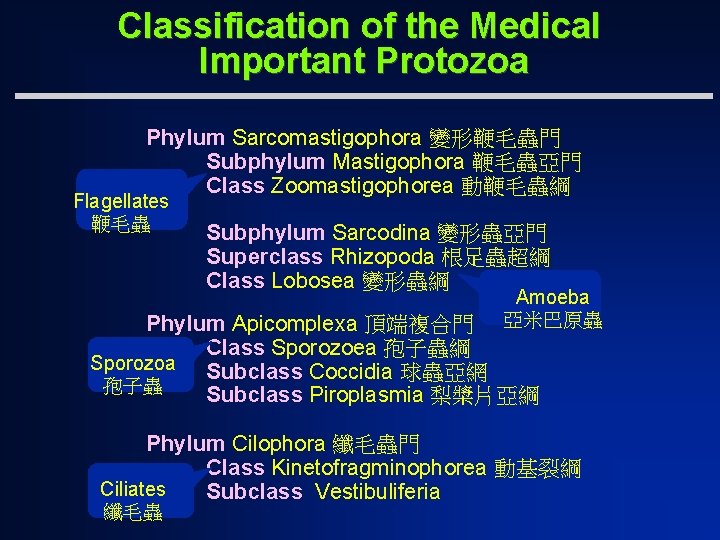 Classification of the Medical Important Protozoa Phylum Sarcomastigophora 變形鞭毛蟲門 Subphylum Mastigophora 鞭毛蟲亞門 Class Zoomastigophorea