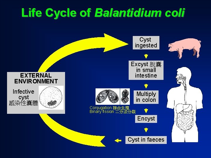 Life Cycle of Balantidium coli Cyst ingested EXTERNAL ENVIRONMENT Infective cyst 感染性囊體 Excyst 脫囊
