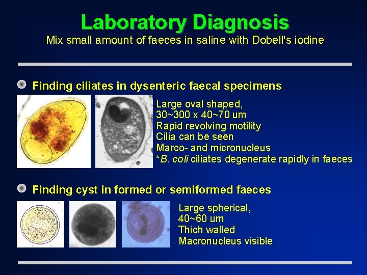 Laboratory Diagnosis Mix small amount of faeces in saline with Dobell's iodine Finding ciliates