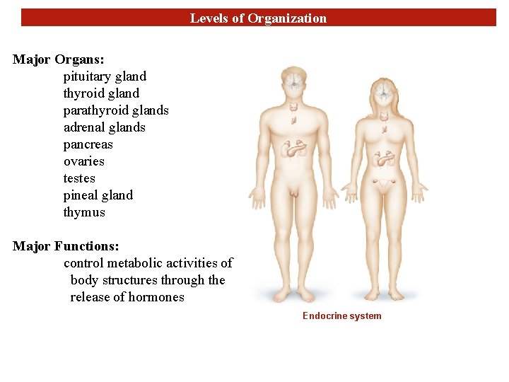 Levels of Organization Major Organs: pituitary gland thyroid gland parathyroid glands adrenal glands pancreas