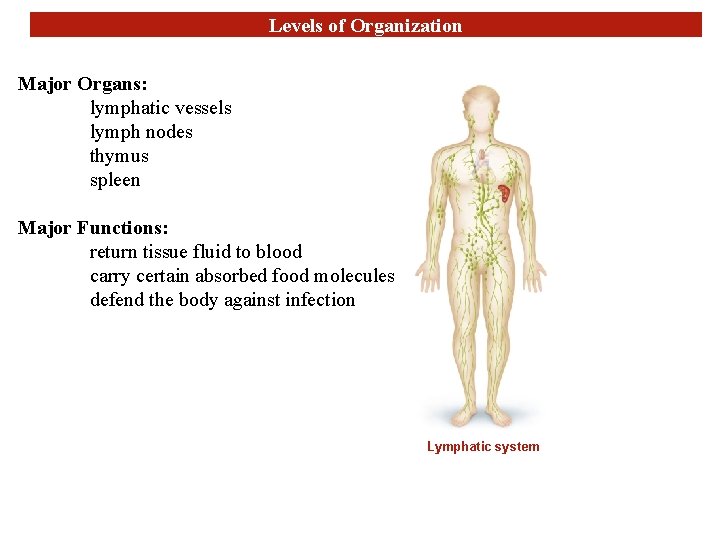 Levels of Organization Major Organs: lymphatic vessels lymph nodes thymus spleen Major Functions: return