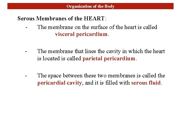 Organization of the Body Serous Membranes of the HEART: The membrane on the surface