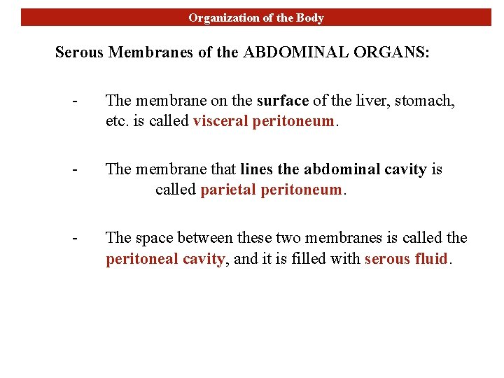 Organization of the Body Serous Membranes of the ABDOMINAL ORGANS: - The membrane on