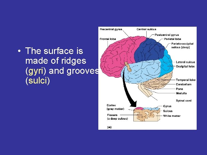  • The surface is made of ridges (gyri) and grooves (sulci) 