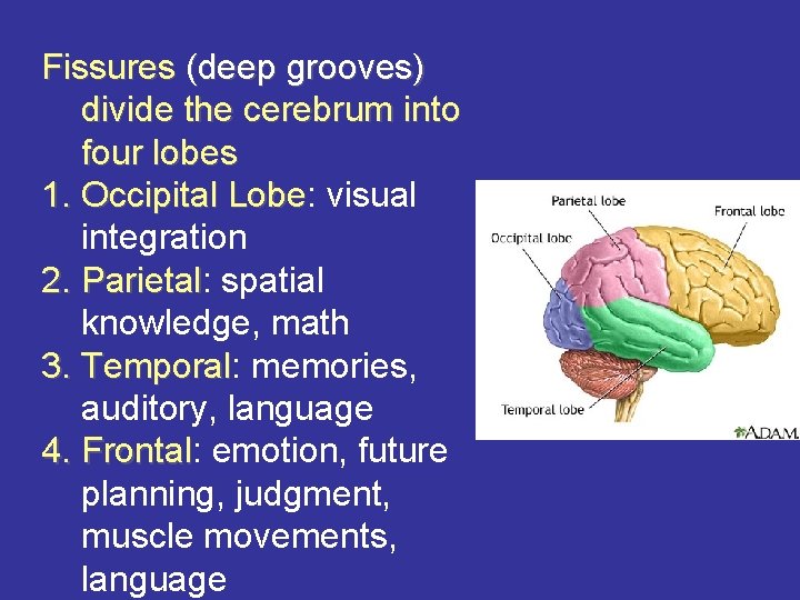 Fissures (deep grooves) divide the cerebrum into four lobes 1. Occipital Lobe: Lobe visual