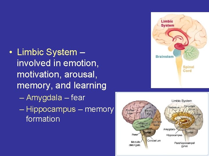  • Limbic System – involved in emotion, motivation, arousal, memory, and learning –