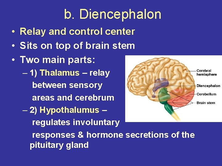 b. Diencephalon • Relay and control center • Sits on top of brain stem