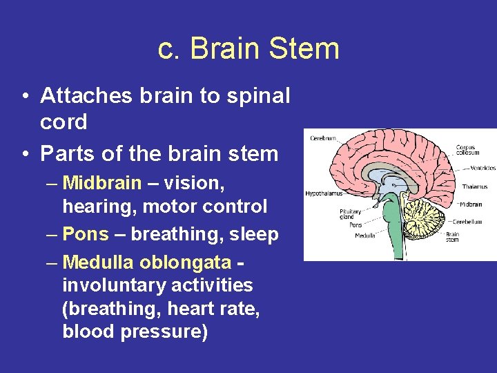 c. Brain Stem • Attaches brain to spinal cord • Parts of the brain