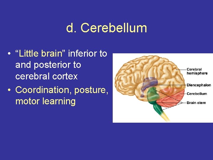 d. Cerebellum • “Little brain” inferior to and posterior to cerebral cortex • Coordination,