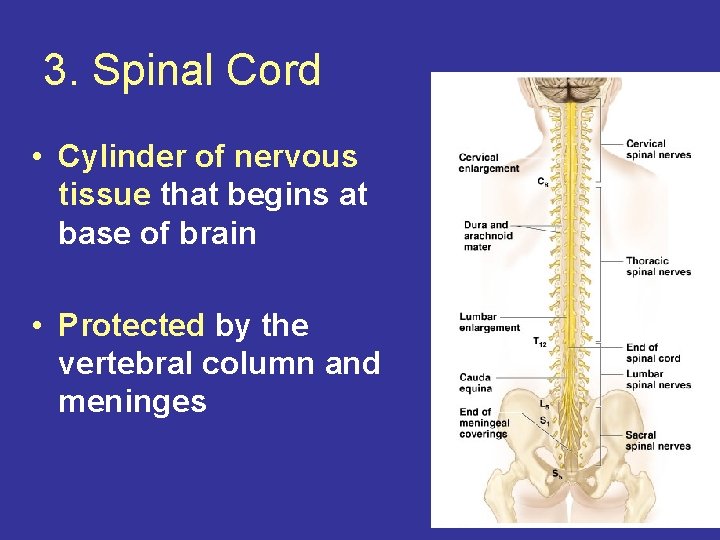 3. Spinal Cord • Cylinder of nervous tissue that begins at base of brain