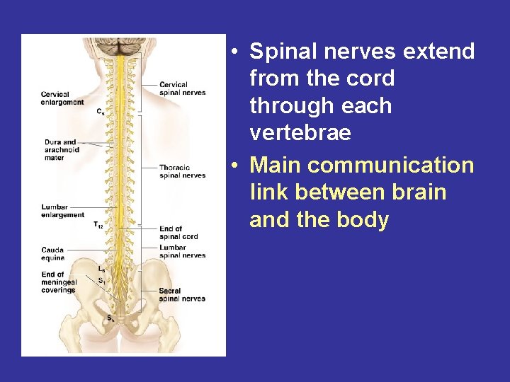  • Spinal nerves extend from the cord through each vertebrae • Main communication