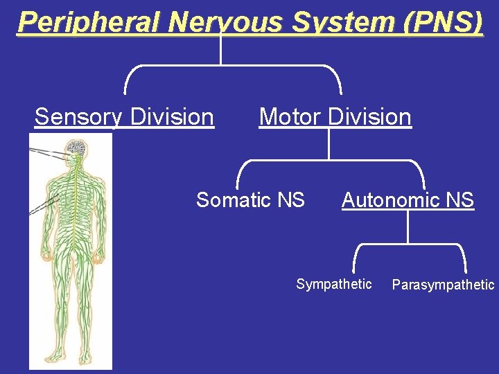 Peripheral Nervous System (PNS) Sensory Division Motor Division Somatic NS Autonomic NS Sympathetic Parasympathetic