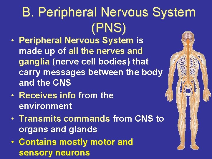 B. Peripheral Nervous System (PNS) • Peripheral Nervous System is made up of all