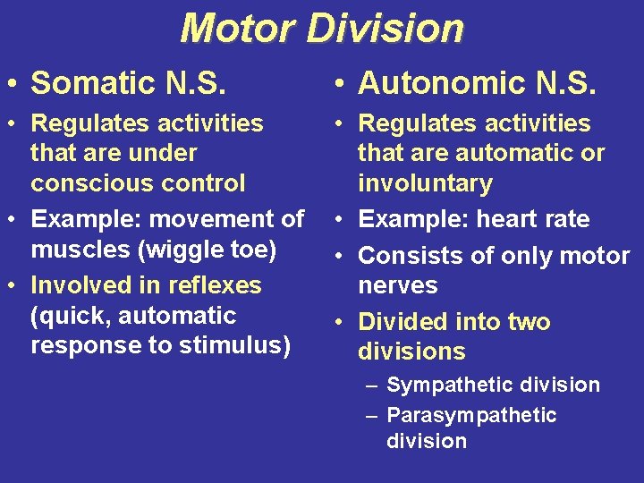 Motor Division • Somatic N. S. • Autonomic N. S. • Regulates activities that