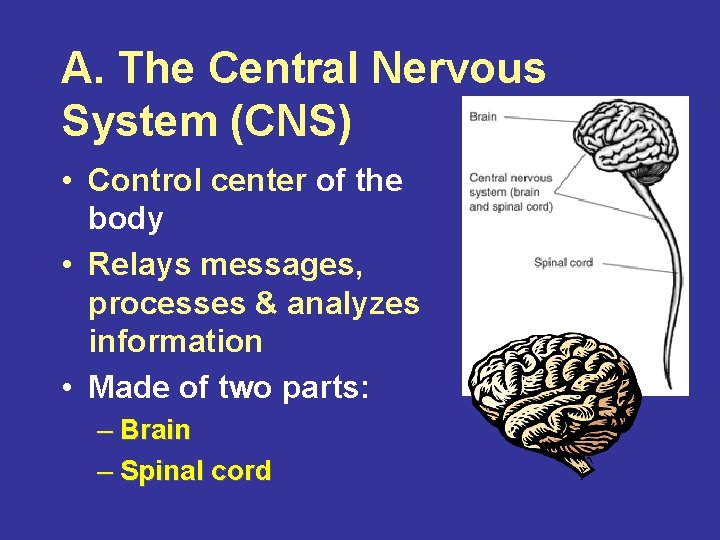 A. The Central Nervous System (CNS) • Control center of the body • Relays