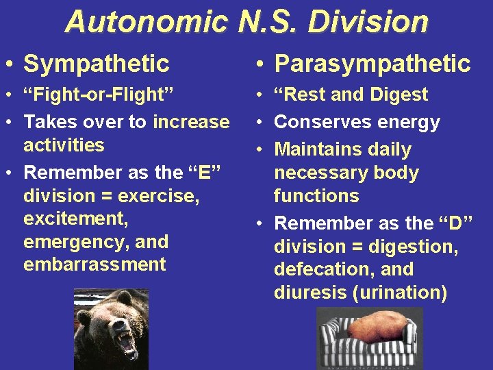 Autonomic N. S. Division • Sympathetic • Parasympathetic • “Fight-or-Flight” • Takes over to