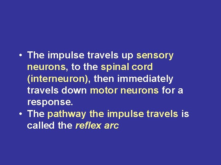  • The impulse travels up sensory neurons, to the spinal cord (interneuron), then