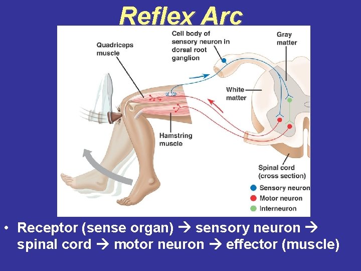 Reflex Arc • Receptor (sense organ) sensory neuron spinal cord motor neuron effector (muscle)