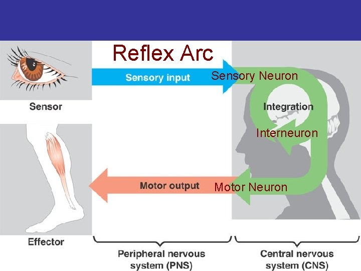 Reflex Arc Sensory Neuron Interneuron Motor Neuron 