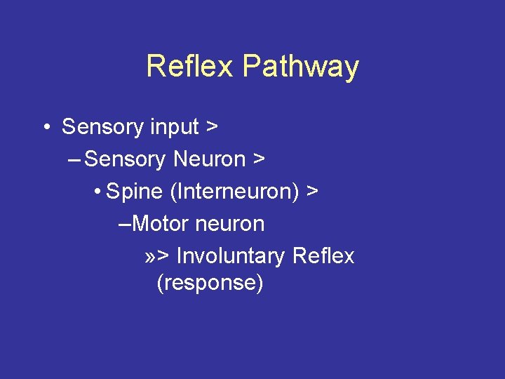 Reflex Pathway • Sensory input > – Sensory Neuron > • Spine (Interneuron) >