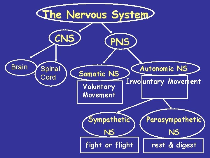 The Nervous System CNS Brain Spinal Cord PNS Somatic NS Voluntary Movement Autonomic NS