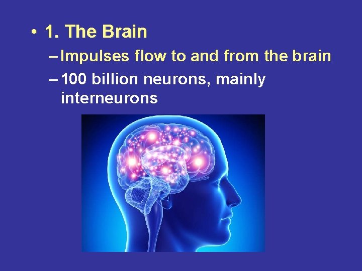  • 1. The Brain – Impulses flow to and from the brain –