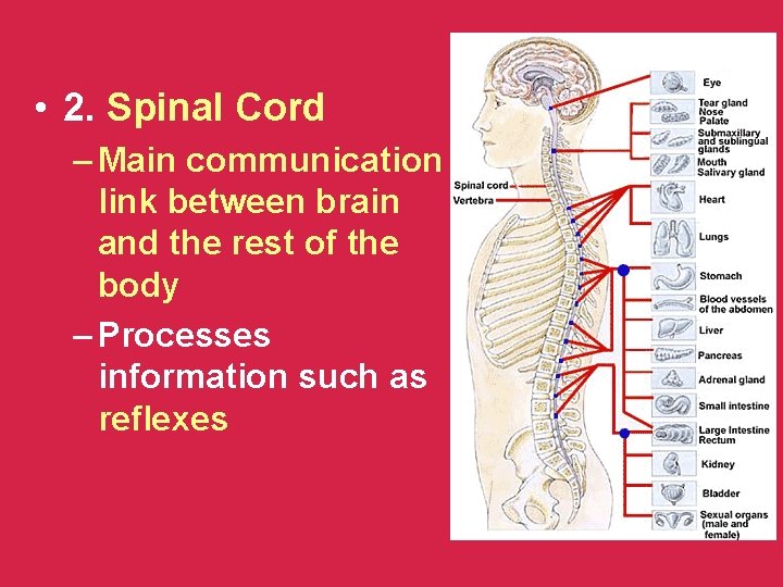  • 2. Spinal Cord – Main communication link between brain and the rest