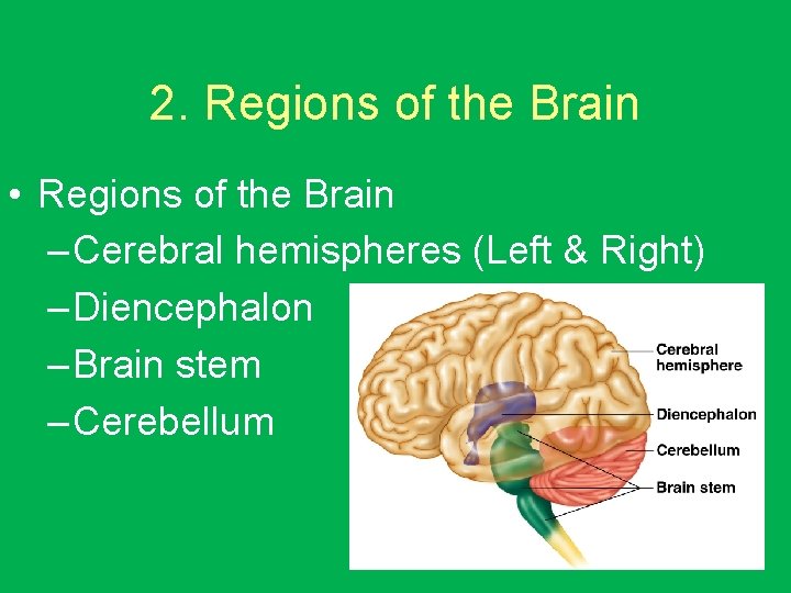 2. Regions of the Brain • Regions of the Brain – Cerebral hemispheres (Left