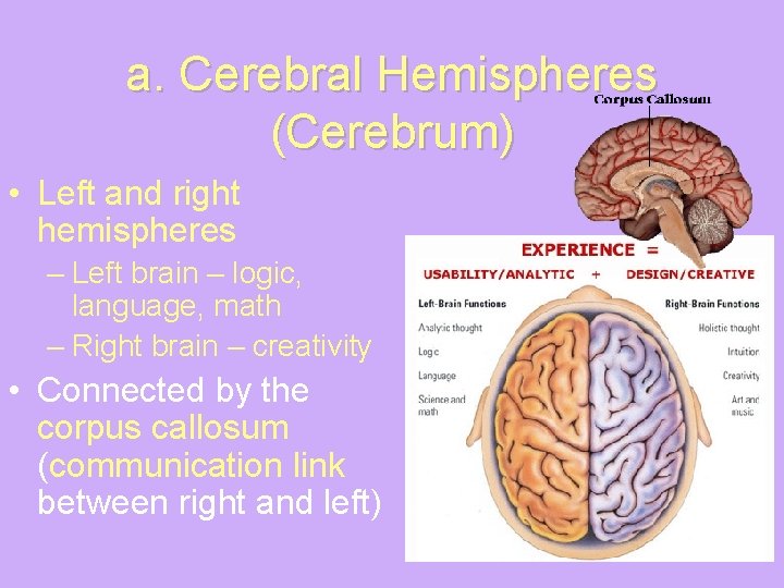 a. Cerebral Hemispheres (Cerebrum) • Left and right hemispheres – Left brain – logic,